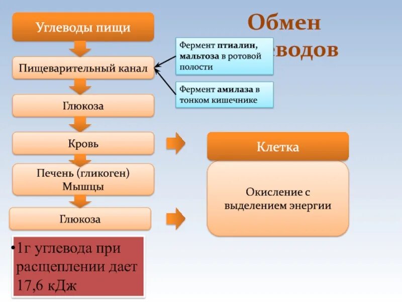 Где расщепляются белки и углеводы. Амилаза в ротовой полости. Углеводы расщепляются в ротовой полости. Амилаза расщепляет углеводы до. Птиалин амилаза расщепляется ферментами.