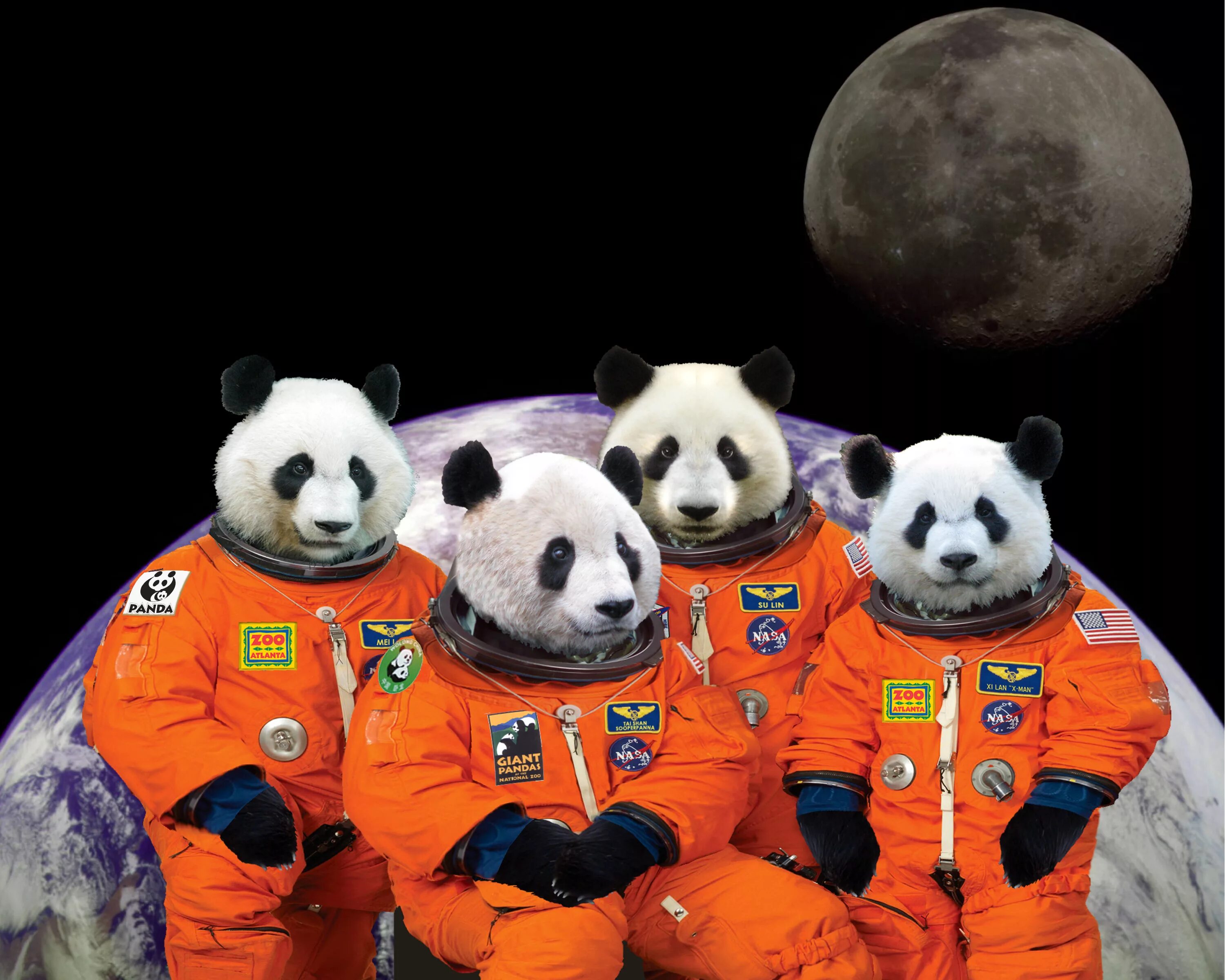 Включи новую панду. Панда в космосе. Медведь Панда. Медведь в космосе. Мишка в космосе.