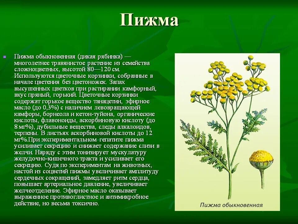 Полезные для человека дикорастущие растения. Лекарственные растения пижма обыкновенная. Пижма обыкновенная лектрава. Пижма обыкновенная, Дикая Рябинка. Пижма обыкновенная цветки.