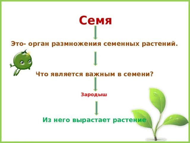 Условия прорастания семян. Условия прорастания семян 6 класс. Условия прорастания семян 6 класс биология. Семя орган растения. Прорастание семян 6 класс биология пасечник