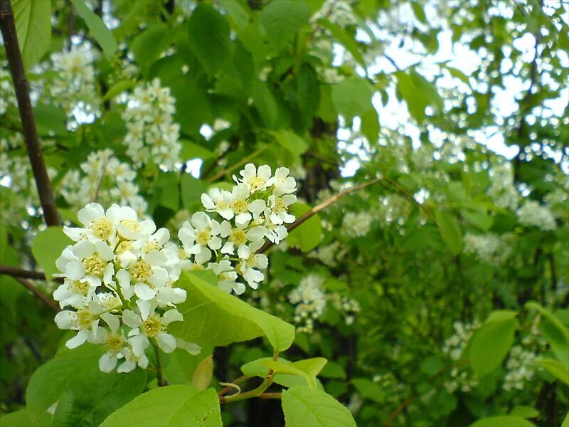 Простой лист у черемухи рябины гороха картофеля. Черемуха цветет у ограды. Бузина черная веточка. Черемуха, ива, ольха. Перистый лист парноперистые.