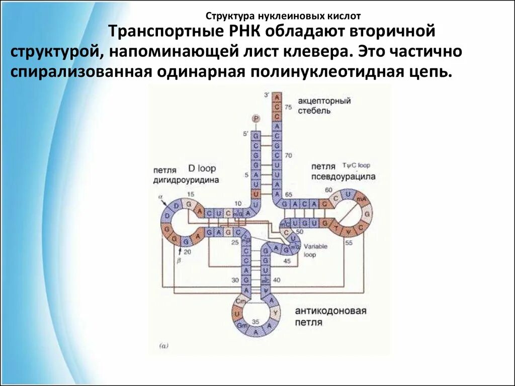 Имеет форму клеверного листа является матрицей