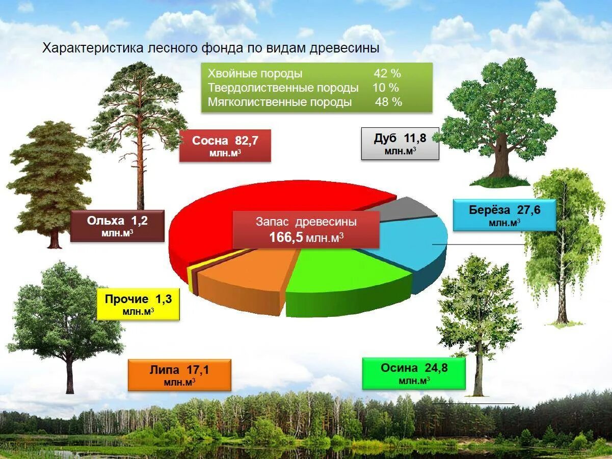 Какие есть группы лесов. Лесные ресурсы России диаграмма. Состав лесных ресурсов России. Общая площадь лесов в России. Земли лесного фонда.