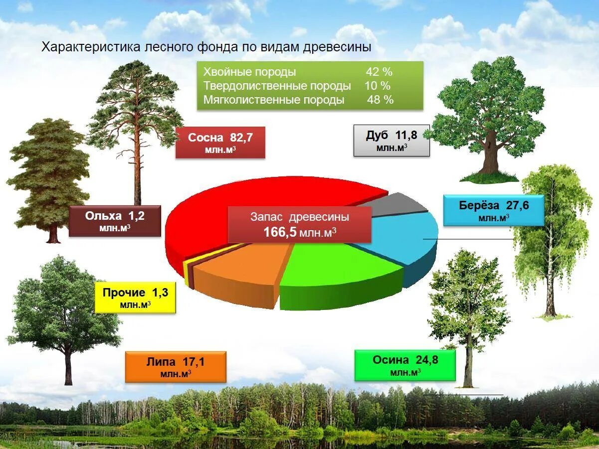 Лесные ресурсы России диаграмма. Состав лесных ресурсов России. Общая площадь лесов в России. Земли лесного фонда. Древесина главное богатство этой зоны