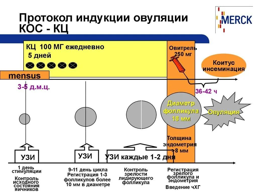 Медикаментозная овуляция. Клостилбегит схема стимуляции овуляции. Клостилбегит протокол стимуляция овуляции. Схема индукции овуляции клостилбегитом. Стимуляция овуляции клостилбегитом схема.