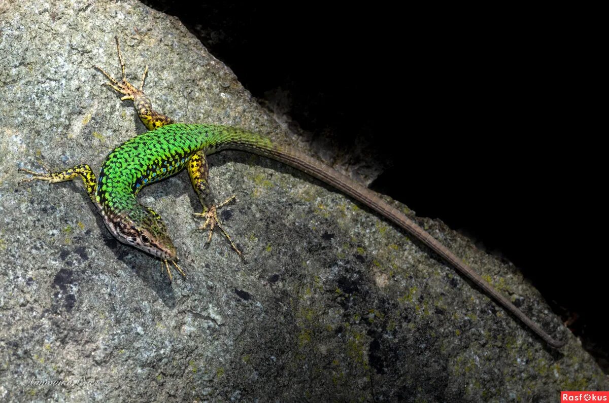 Ящерица Западно Кавказская. Кавказская Скальная ящерица. Lacerta Saxicola. Крымская Скальная ящерица. Год ящера