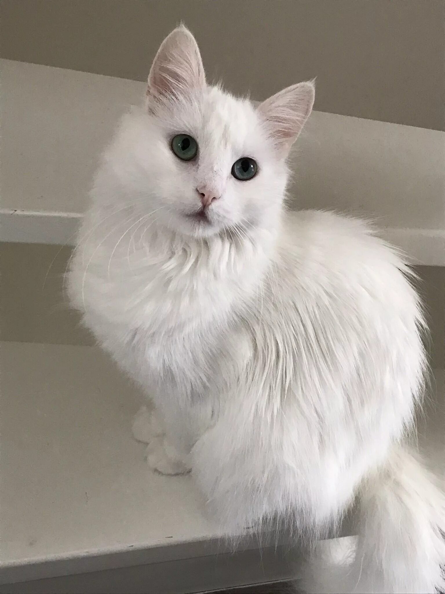 Турецкая ангора кошка. Турецкая ангорская кошка. Турецкий ангорский кот белый. Турецкая ангора белая.