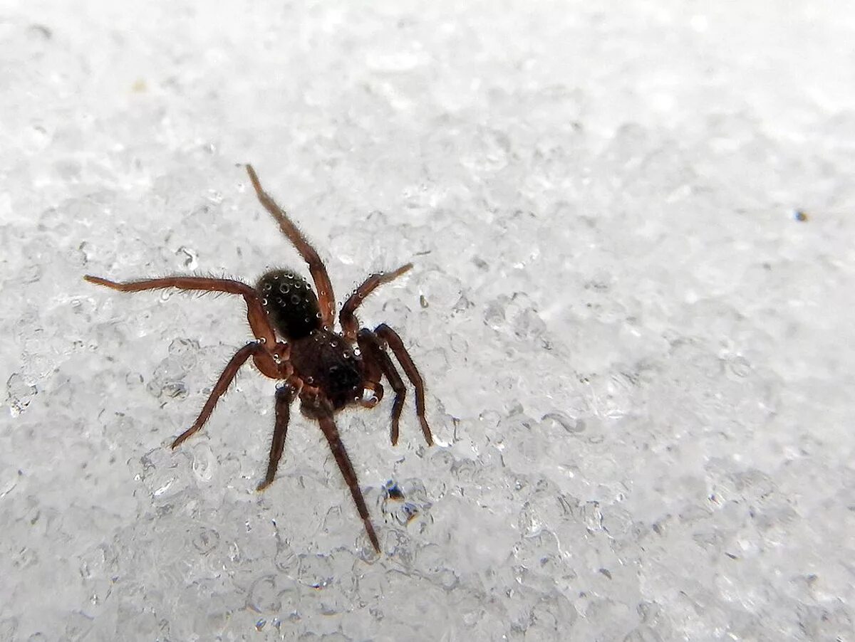 Ice spiders. Зимний паук. Снежные паучки. Пауки зимой. Снеговые пауки.