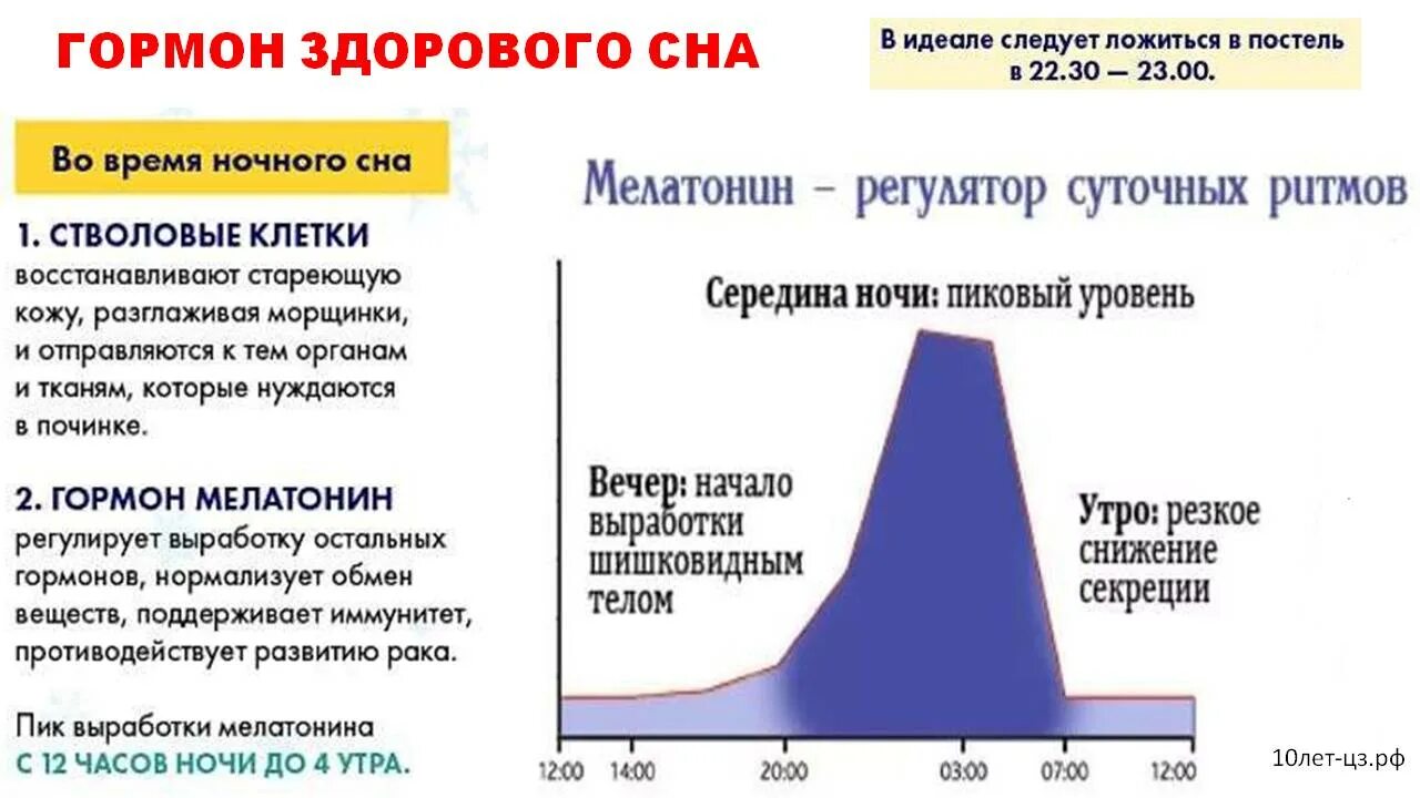 Выработка гормона мелатонина. Мелатонин гормон молодости. Фазы выработки мелатонина. Цикл выработки мелатонина. Гипофункция мелатонина гормона