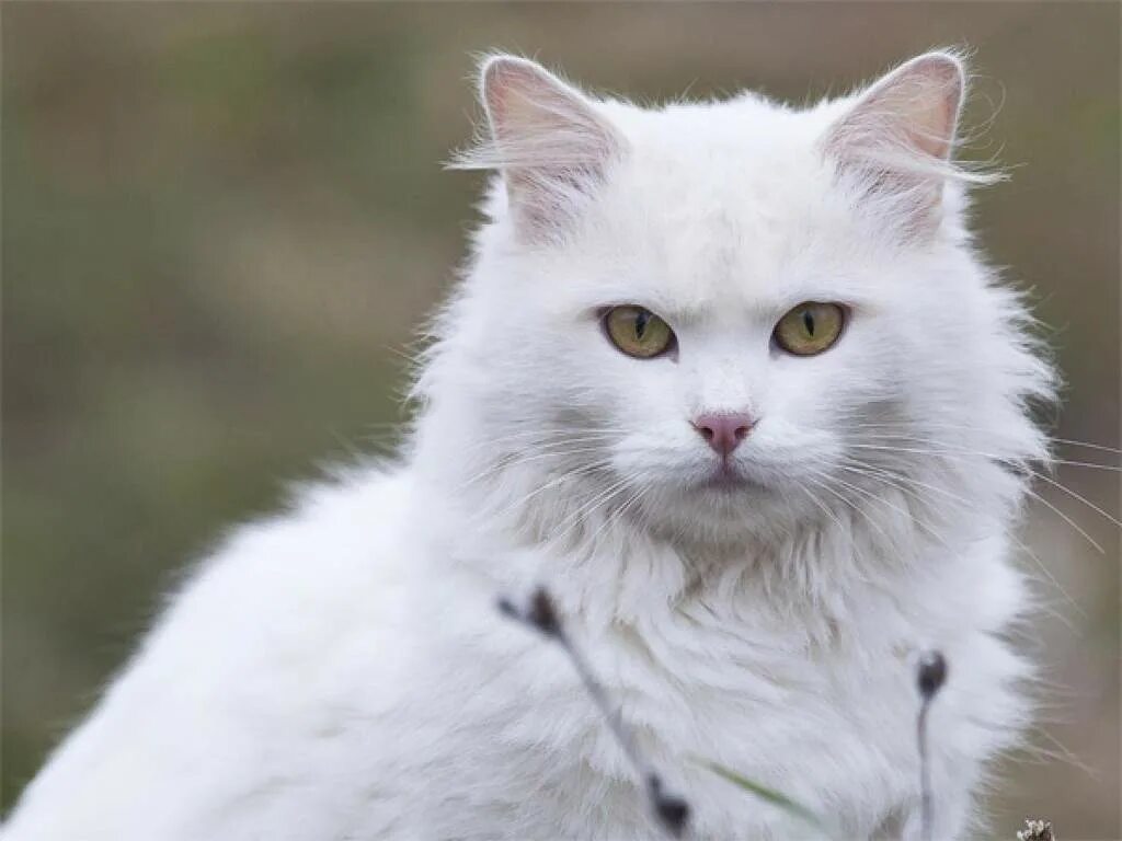 Как называется белая порода кошек. Ангорская кошка. Турецкая ангора кошка. Сибирская ангора альбинос. Турецкая ангора белая.