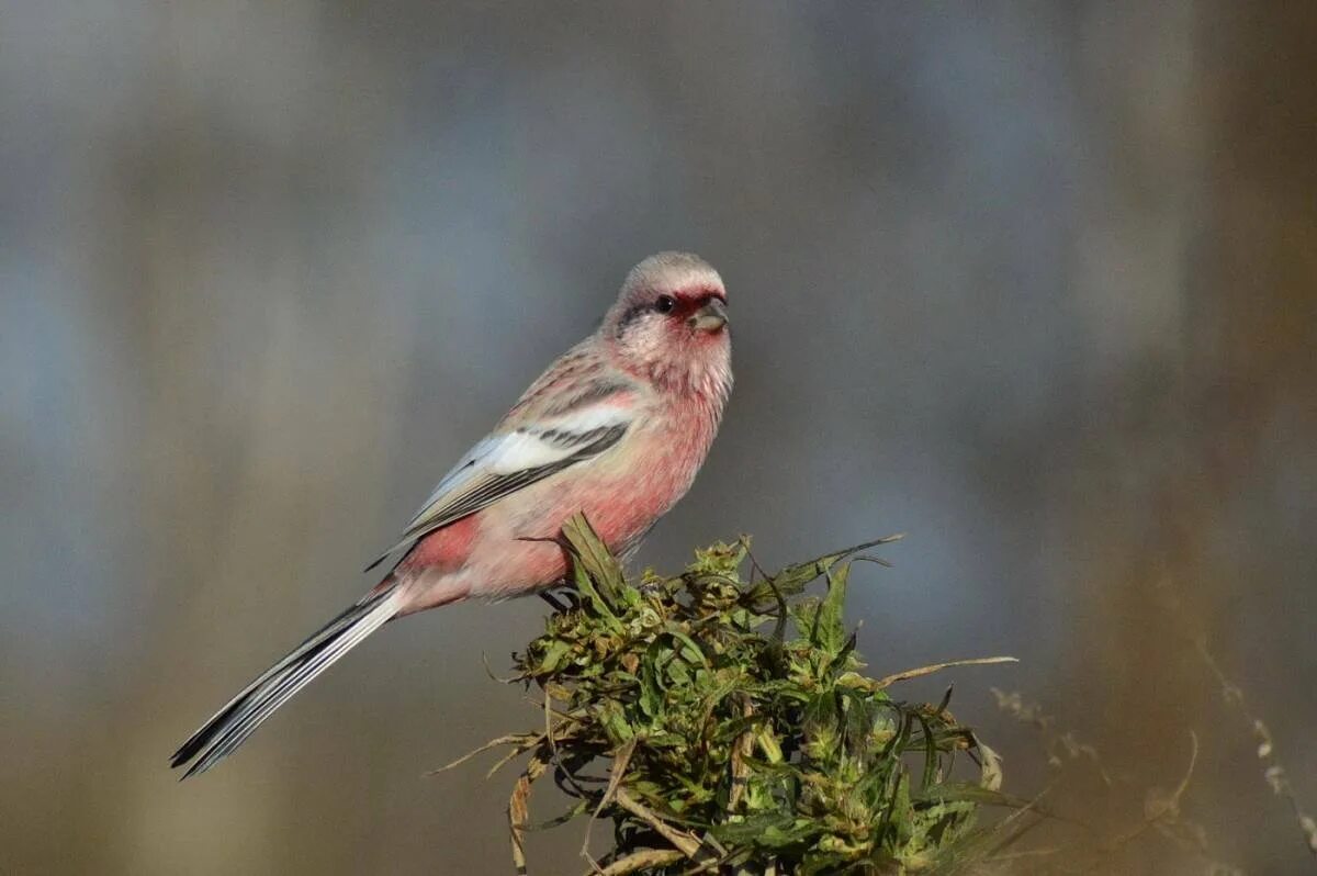 Маленькая птичка с красной грудкой похожая. Урагус щегол. Uragus sibiricus. Урагус длиннохвостый. Снегирь урагус.