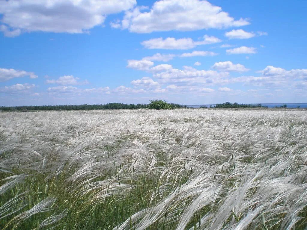 Ковыль стелется. Ковыль в степи Казахстана. Степной ковыль в Крыму. Степной ковыль в Ростовской области. Типчаково-Ковыльная степь.