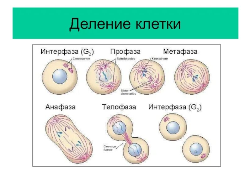 Деление клеток дерева