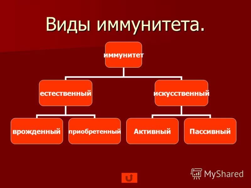 Виды иммунитета