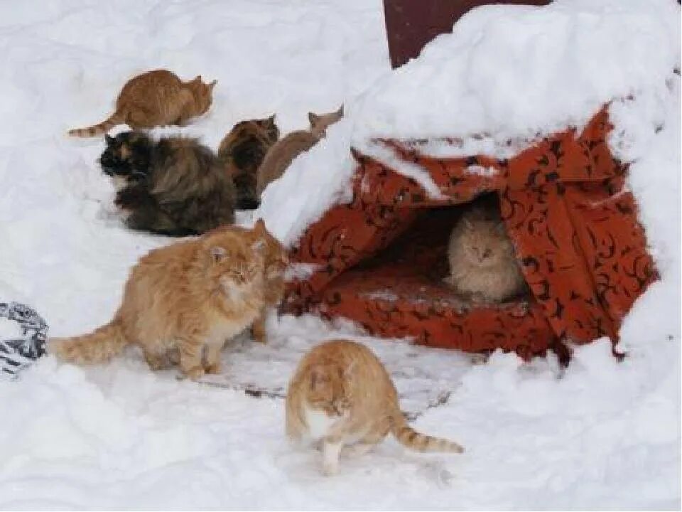 Какую температуру выдерживают коты зимой. Бездомные кошки зимой. кошка на улице зимой. безнадзорные домашние животные зимой. бездомные животные зима.