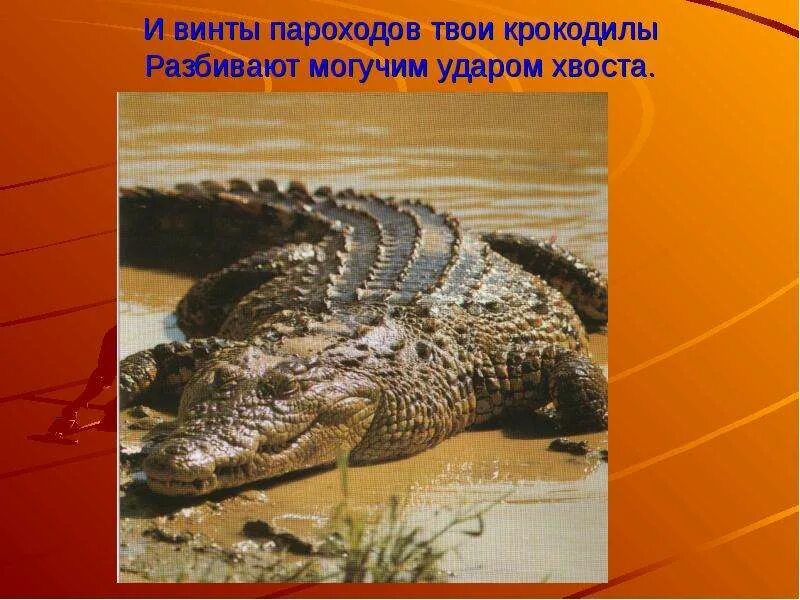 Твои крокодилы. Крокодил удар хвостом. зачем крокодилы едят камни. почему крокодилы плачут. зачем крокодилу хвост.