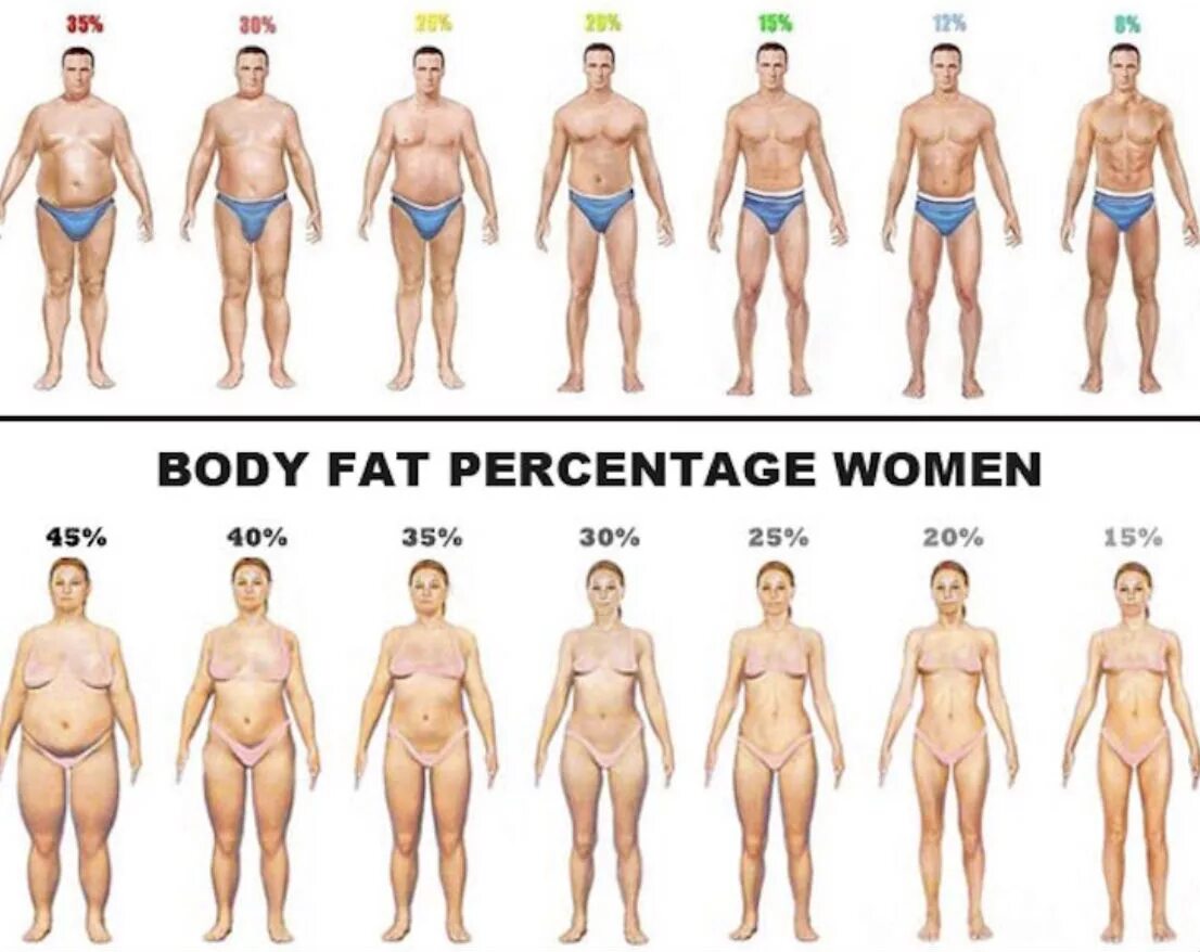 До скольки формируется человек. Процент жира в теле. Типы мужских ягодиц.