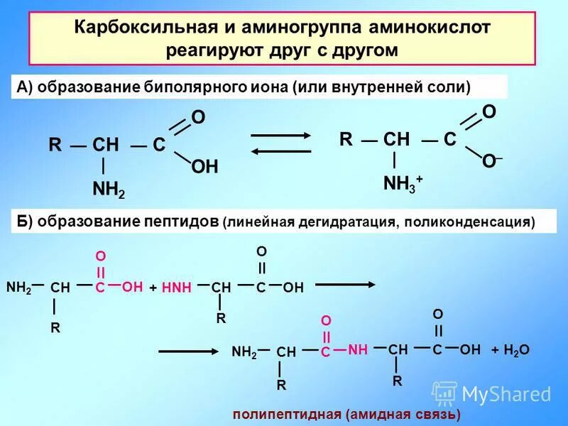 Полипептиды образуются в результате поликонденсации