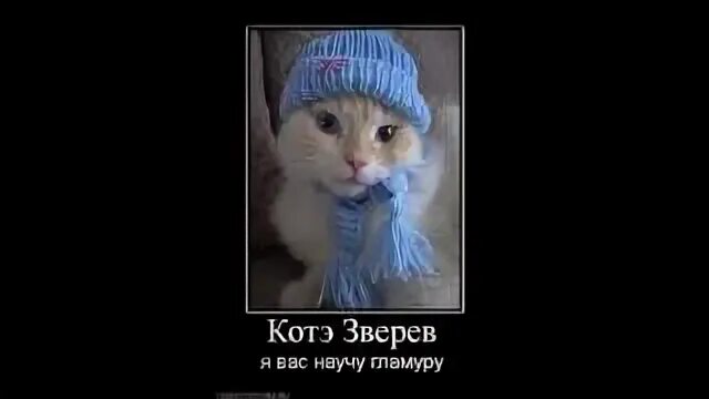 Включи видео про котэ. Включи видео про котэ. Кот в ящике. Котэ демотиваторы. Коты демотиваторы.