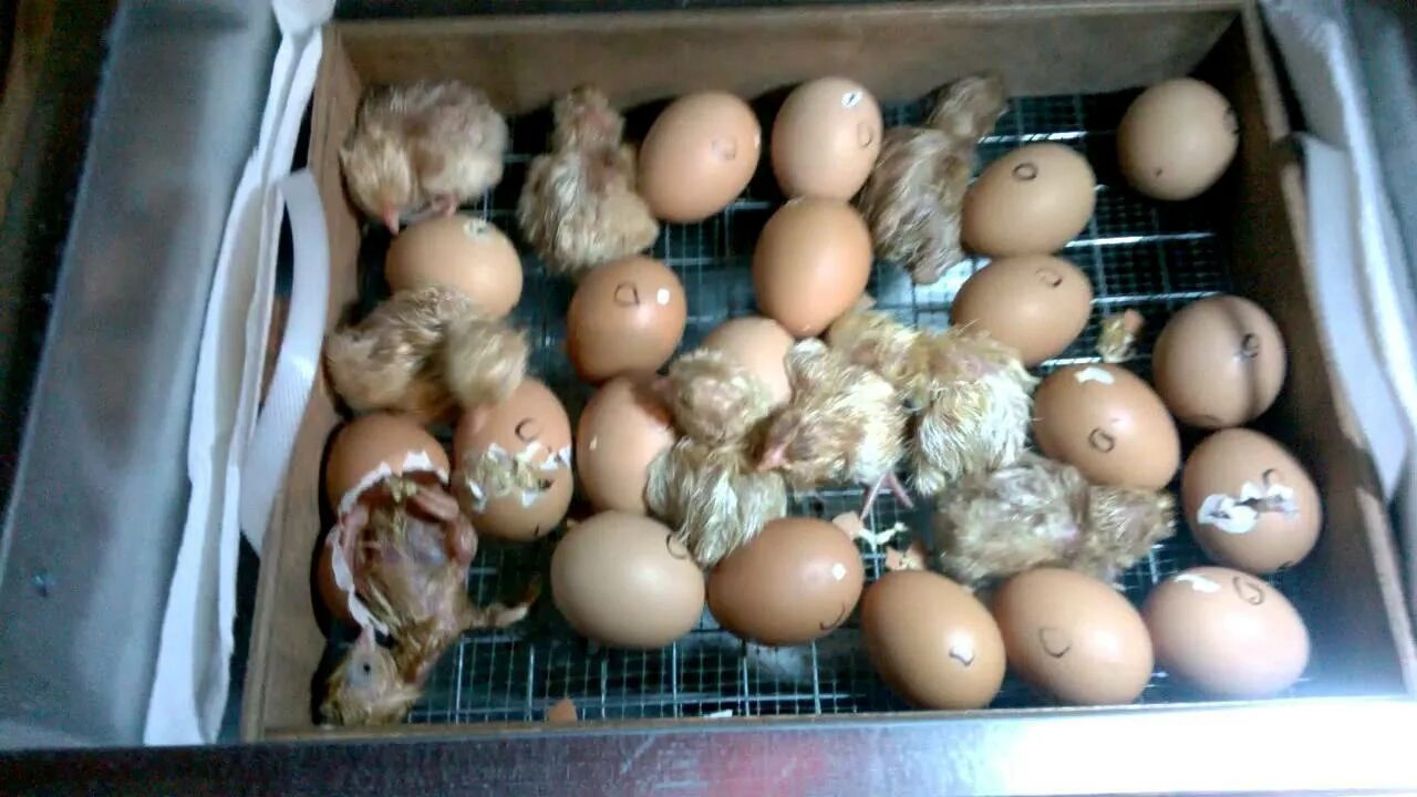 Сколько времени вылупляются яйца. Цыплята вылупляются в инкубаторе. Вылупление цыплят в инкубаторе. Вылупление птенцов в инкубаторе. Инкубатор для яиц.