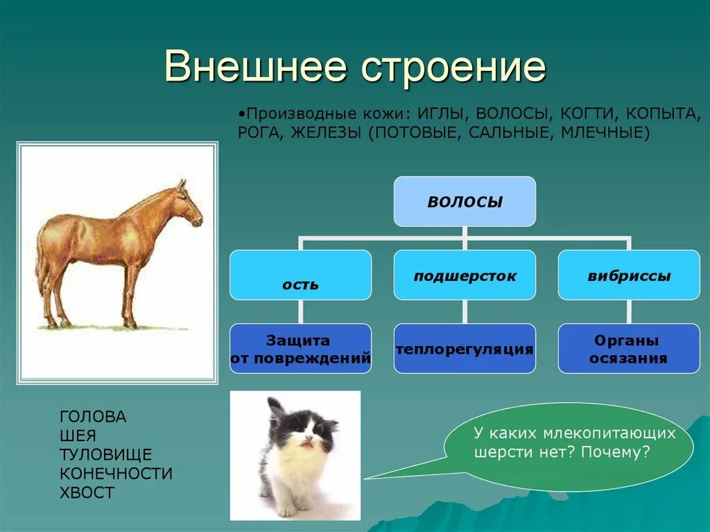 Производные кожи млекопитающих. Строение шерсти млекопитающих. Внешнее строение млекопитающих. Внешнее строение мелкопитаю.