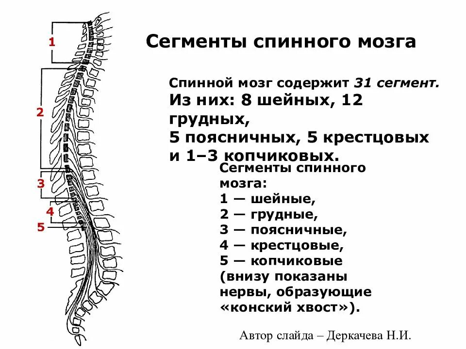 Сегменты s1 s2 спинного мозга. Перечислите основные отделы спинного мозга.. D2 сегмент спинного мозга. Сегменты шейного отдела спинного мозга. Характеристика отделов позвоночника