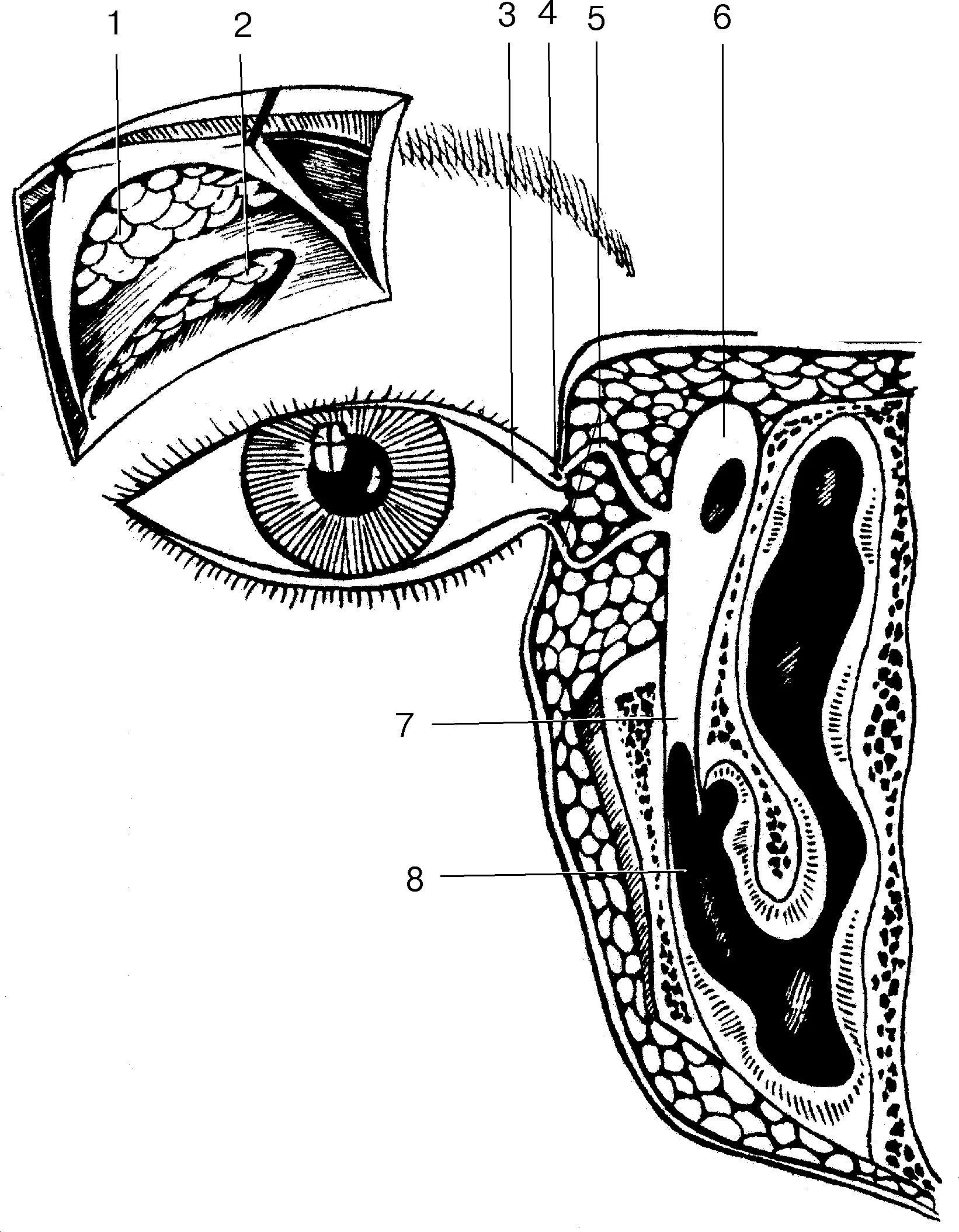 Слезная железа строение. Анатомия носослезного аппарата. Слезный аппарат рис 134. Схема слезного аппарата глаза. Строение слезного аппарата.