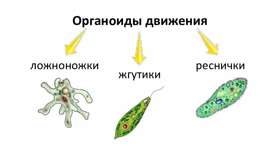 С помощью жгутиков