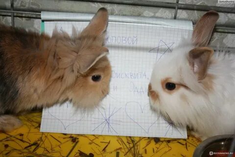 Аллергия на кролика