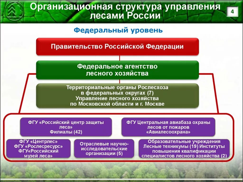 Организационная структура управления лесами России. Структура управления лесным хозяйством РФ. Структура управления лесами лесничества. Структура лесного хозяйства РФ.