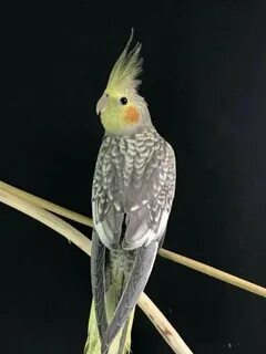 Жемчужная корелла