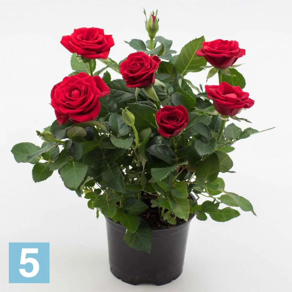 Роза Кордана (Rosa Kordana)