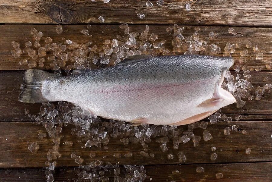 Форель свежемороженая потрошеная без головы. Форель турция бг. Форель без головы. Форель без головы. Кижуч чили премиум.
