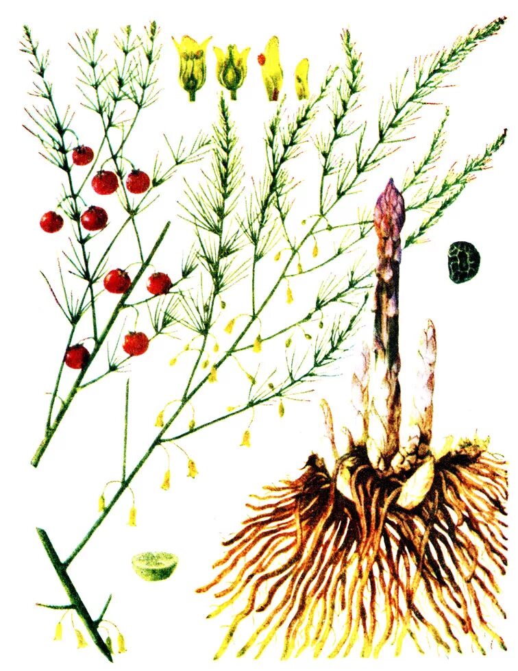 аспарагус спаржа. семейство спаржевых растений. спаржа тонколистная. семейство спаржевых растений. спаржа аспарагус оффициналис.