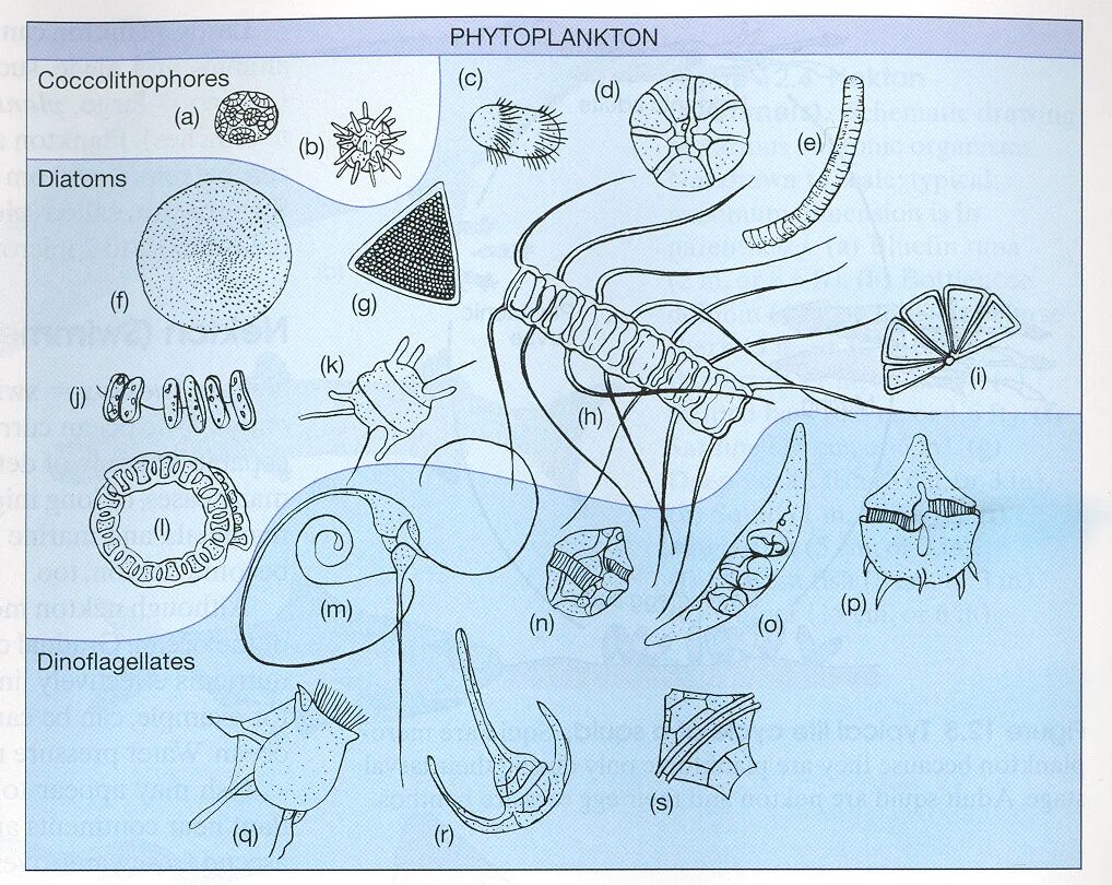 Фитопланктон виды. Фитопланктон рисунок. Фитопланктон определитель. Раскраска фитопланктон. Фитопланктон примеры.
