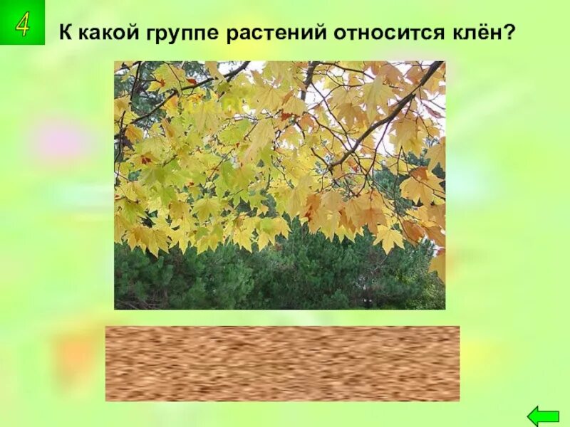 Систематические группы клена. Систематические группы клена. Клен платановидный дерево. Систематические группы клена. Систематические группы клена.