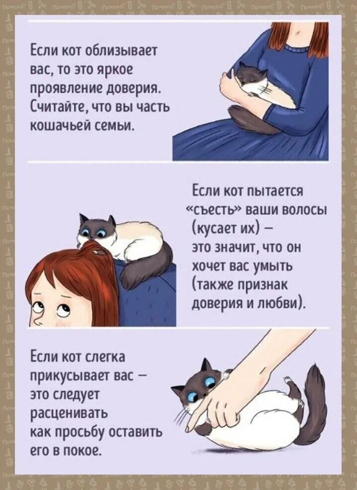 Как понять кошечку