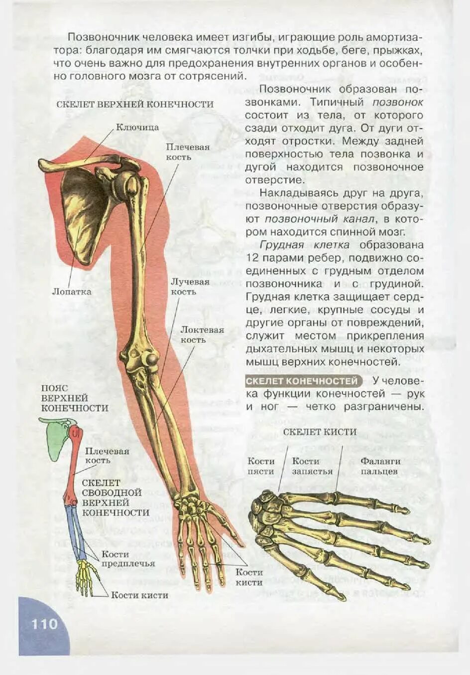 Функции поясов конечностей человека. Скелет верхних конечностей 8 класс. скелет пояса верхних конечностей функции. кости и соединения плечевого пояса и верхних конечностей. строение верхней конечности человека.