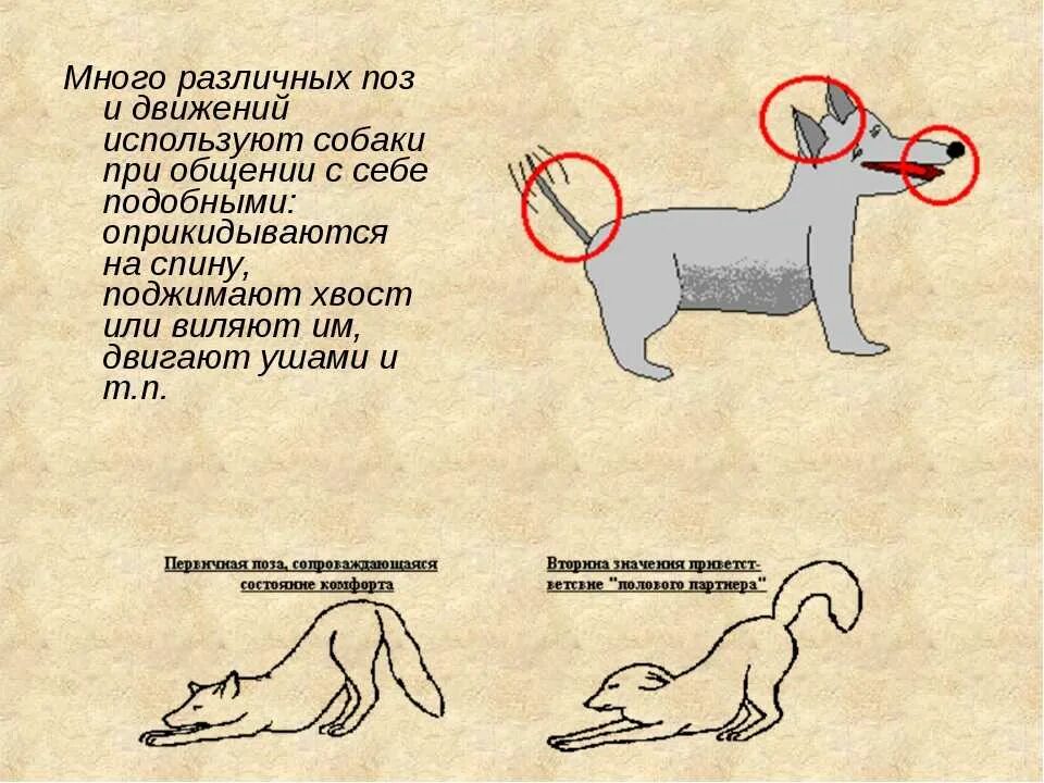 Хвост виляет собакой значение