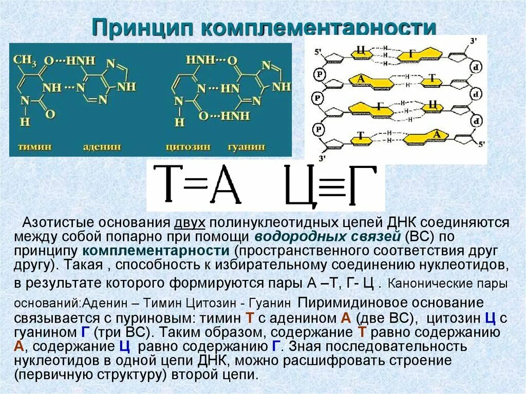 Водородные между азотистыми основаниями. Принцип комплементарности нуклеиновых кислот. Строение ДНК принцип комплементарности. Принцип комплементарности нуклеотидов. Комплементарность молекулы ДНК.