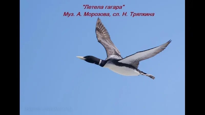 Летела гагара слова. Лауреаты международного конкурса имени сергея михалкова. Гагара логотип. Летела гагара текст. Летела гагара текст.