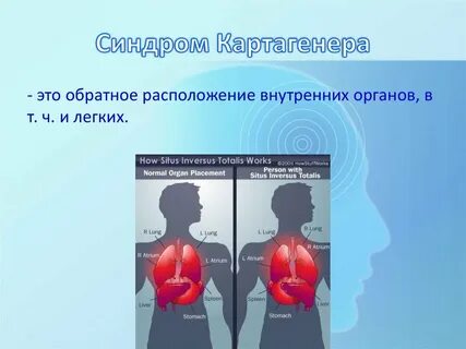 Зеркальные органы