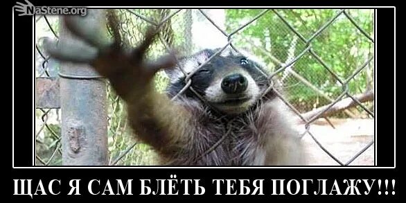 Сейчас она сама. Щас я сам тебя поглажу. поглажу тебя. я тебя сейчас сам поглажу. идем поглажу тебя.