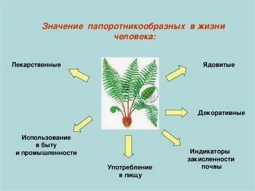 Верны ли следующие о папоротникообразных