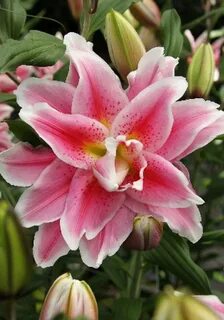 Лилия roselily