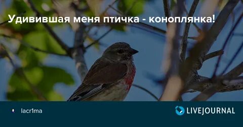 Как будет я птичка