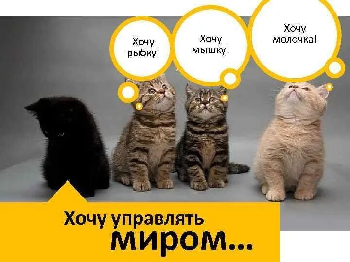 Почему хочется котенка