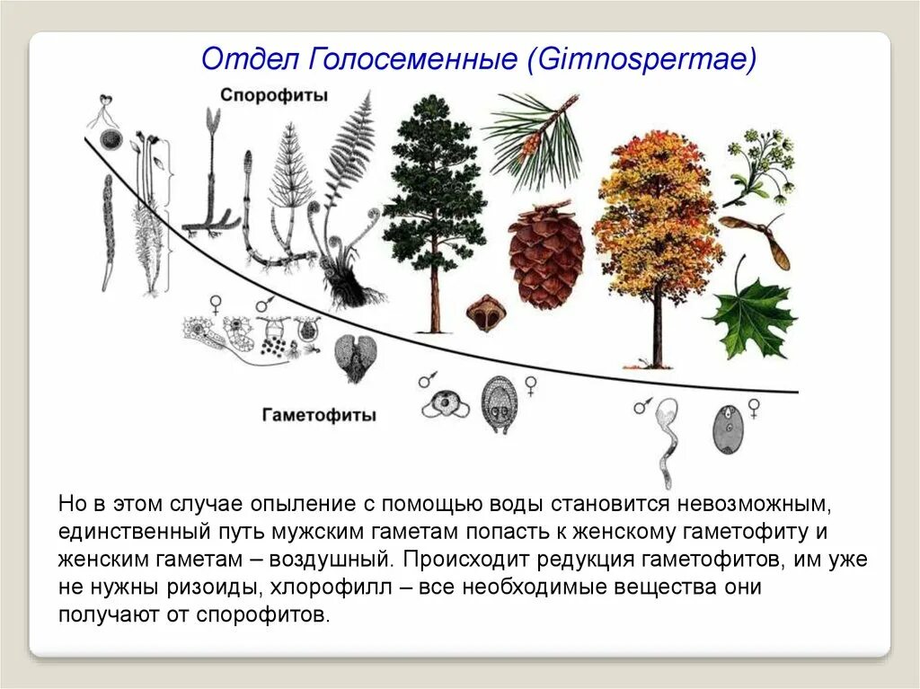 Эволюция гаметофита растений. Эволюция гаметофита и спорофита схема. Строение гаметофита у голосеменных растений. Чередование поколений спорофита и гаметофита.