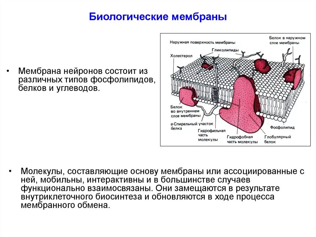 Биологическая мембрана. Биологичесик емембраны. Молекулярная организация биологических мембран. Основа биологической мембраны. Организация биологических мембран