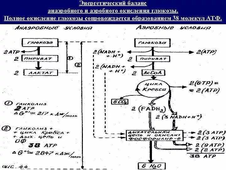 Анаэробное окисление атф. Энергетический баланс аэробного окисления Глюкозы. Схема полного окисления Глюкозы. Энергетический баланс. Энергетический эффект полного аэробного окисления Глюкозы. Энергетический баланс полного окисления Глюкозы.